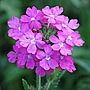   verbena