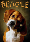   Beagle-dog