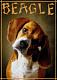   Beagle-dog